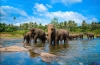 (VN) SRI LANKA – ĐẢO QUỐC NGỌC ẤN ĐỘ DƯƠNG
